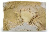 Fossil Crab (Potamon) Preserved in Travertine - Turkey #301584-1